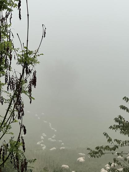 Línea de ovejas avanzando entre la niebla, está lloviendo. Un ambiente verde tenue y poético, dos árboles a ambos lados enmarcan el viaje.