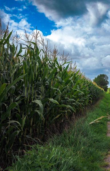 This photo shows a tall row of corn plants growing in a field. The green leaves and tassels at the tops of the stalks are clearly visible, indicating that the corn is mature. On the right side of the image, there is a grassy path running alongside the field. In the background, a tree stands at the edge of the path. Above, the sky is partly cloudy, with dark, heavy clouds mixed with patches of bright blue, suggesting that the weather may be changing.