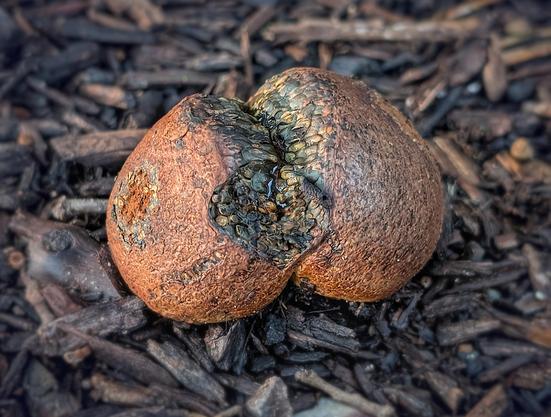 Mushroom looks like a brown lump sitting on hardwood mulch.