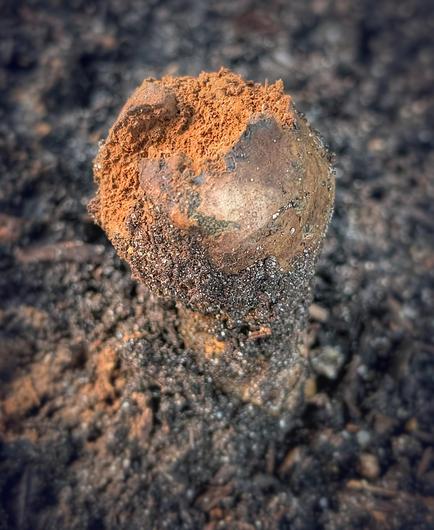 A brown knob jutting from the ground and its crown is disintegrating to reveal a crumbly orange interior.