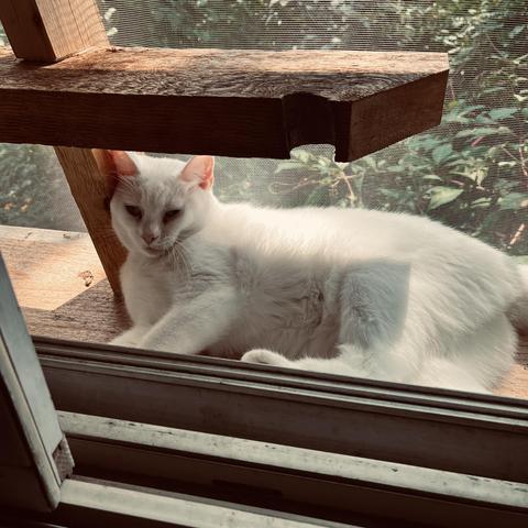 a white cat lies out in a screened-in cation, resting her head against a piece of wood that is part of a climbing structure