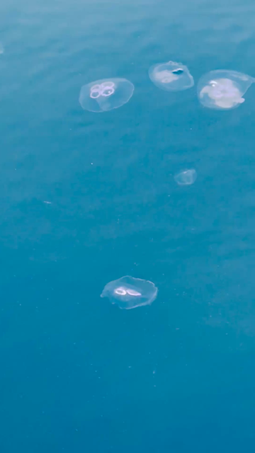 Some jellyfish swimming in Reykjavík harbor