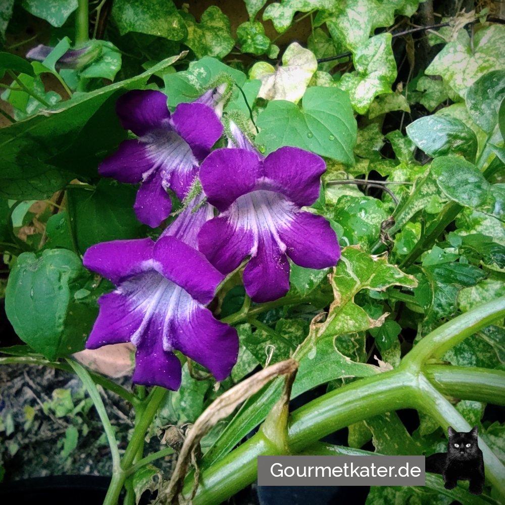 In meinem Garten