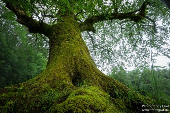 A tall tree with a thick trunk and rough bark is shown in a natural outdoor setting. The tree is covered in lush green moss, giving it a mystical and ancient appearance. The background is filled with various shades of green, creating a serene and peaceful atmosphere. The image captures the essence of a dense jungle or an old-growth forest. The tree's roots are partially visible, adding to the sense of age and permanence. This scene showcases the beauty of nature, with the tree standing as a sym…