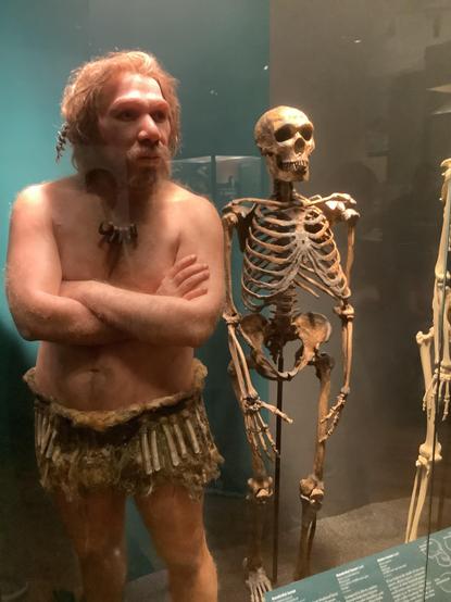 #Neanderthals (/niˈændərˌtɑːl, neɪ-, -ˌθɑːl/ nee-AN-də(r)-TAHL, nay-, -⁠THAHL;[8] Homo neanderthalensis or sometimes H. sapiens neanderthalensis) are an extinct group of archaic humans who inhabited Europe and Western and Central Asia