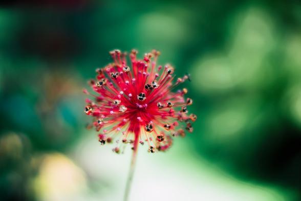 A strangely focused flower that looks a bit like a firework with many red painted stems ending in black and white seed structures,  in the background fight irregular blobs of white, blue and various shades of green.