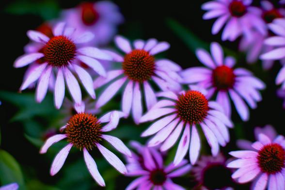 Roughly 6 purple coneflowers with really thin petals are mostly in focus and more of them are out of fovus further away together with some leaves and other blobs of green.