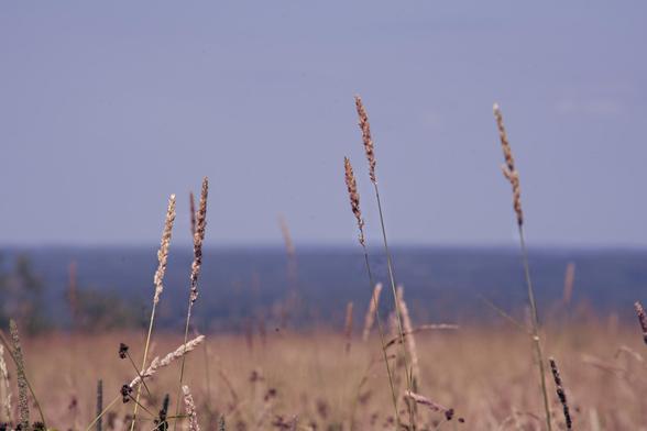Roughly five grass flowering structrures are close to the camera and in focus,  rising above a grass meadow that fills the bottom 1/4 of the frame with yellow,  the 1/4 above that is dark brownish grey,  a distant hillside,  and then the part above that is a bluish-grey sky