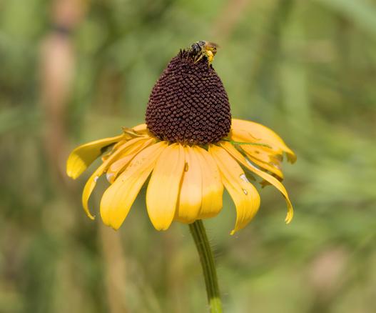 Close-up of a black-eyed Susan with drooping yellow petals and a tall dark brown cone. A small bee, dusted with golden pollen, perches on top. Raindrops dot a few torn petals; the soft green background is blurred.