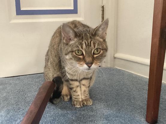 A cat