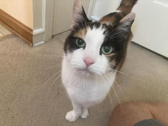 A cat