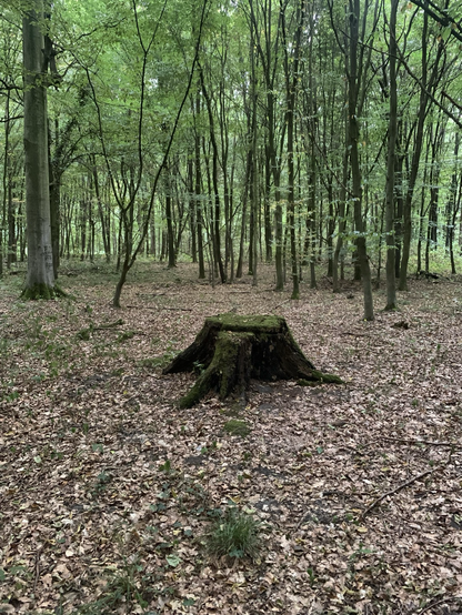 Large tree stump in woodland clearing 
