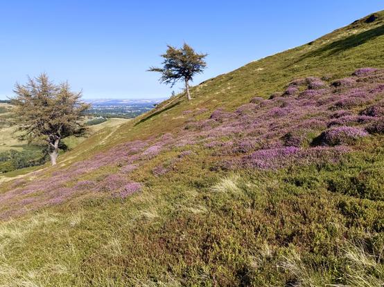 Close up of purple heather on a hill