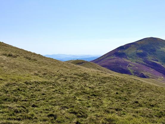 Dark purple heather patches covering a distant hill