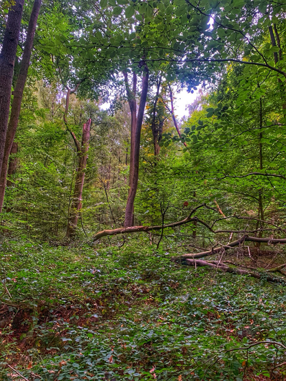 A dense section of woodland 