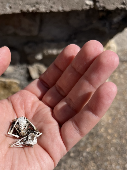 ALT Sobre la palma de mi mano un pequeño esqueleto de pajarito. 