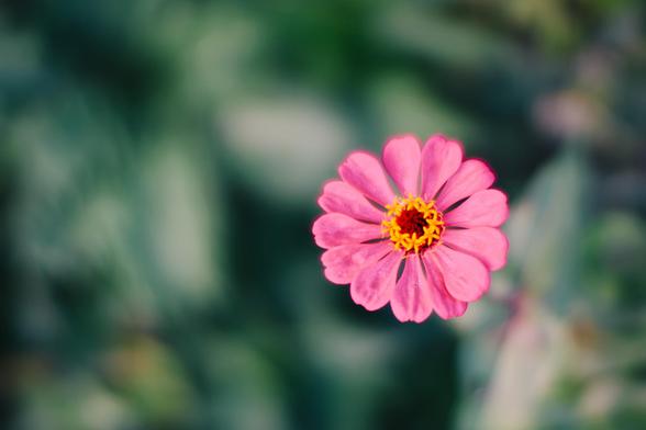 Daisy flower with a ring of pink ray flowers around the edge and yellow florets blooming around the edge of the disk and interesting abstract blobs of light and dark in the background