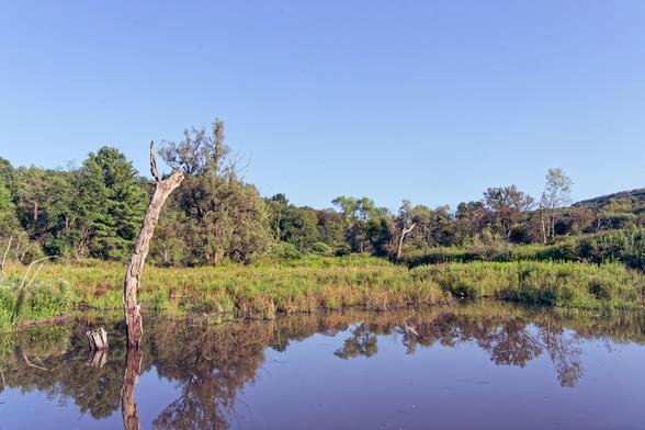 A somewhat brown pond fills the bottom 1/3 of the frame raggedly and reflects what is above it.  There's a moderate sized snag and a lot of goldenrod and trees in hedgerows and a classic upstate NY glacial hill in the background and a perfectly blue sky above all of that.