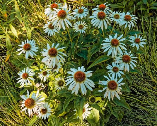 About 25 flowers with a yellow cone in the center and lots of white ray flowers surrounding the cone above a bed of grass,  everything is in hypersharp focus.