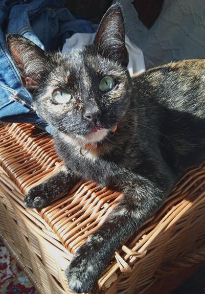 A tortoiseshell cat with green eyes, head tilted up to look at the camera. She has a white chin and pink mouth, and is sitting on a wicker laundry hamper.