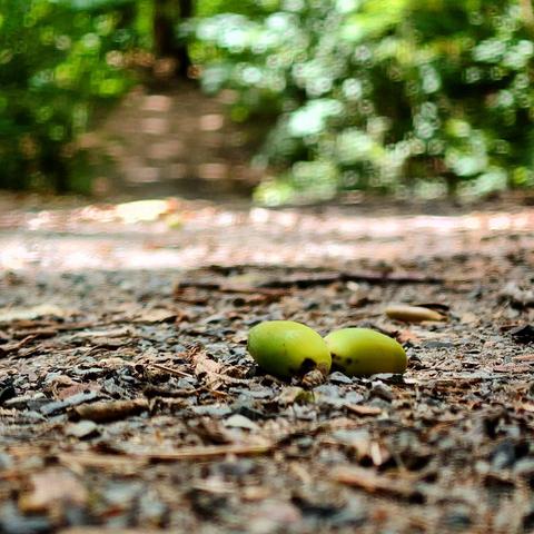 Eine Nahaufnahme von 2 grünen Eicheln auf einem Waldboden. Im Hintergrund, in geringer Tiefenschärfe, sind grüne Bäume und Sonnenstrahlen auf dem Boden zu erkennen. 