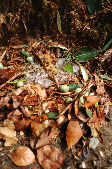 Fallen leaves with some fallen ice from the sky