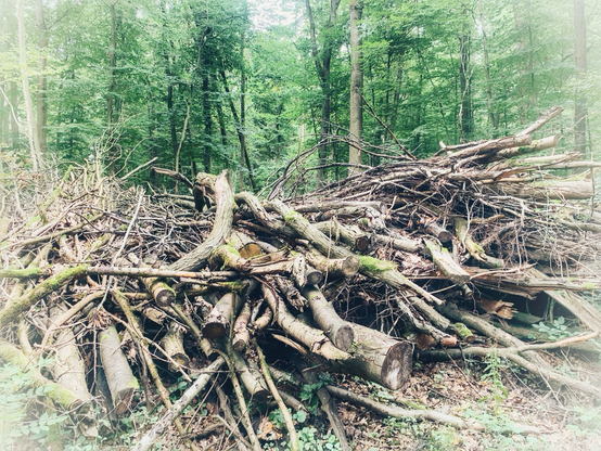 Woodpile of branches in the woods