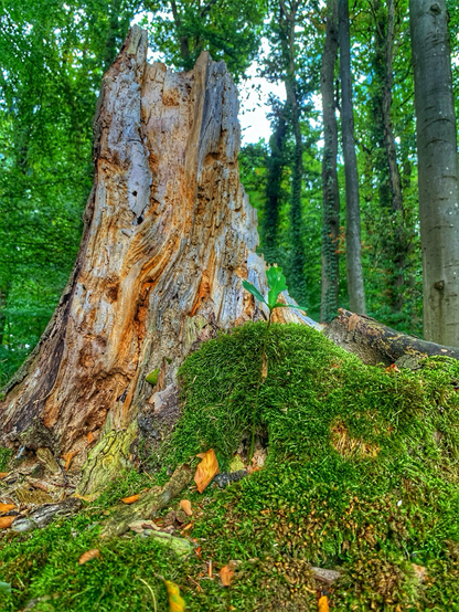 Broken tree stump with moss at its base