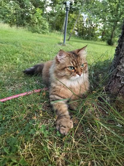 My Siberian cat Siiri in our backyard in Ikaalinen 