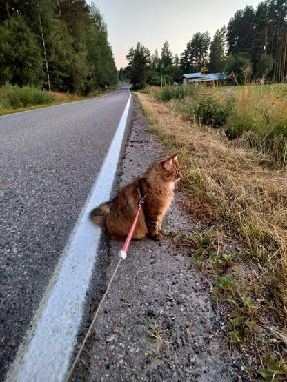 My Siberian cat walking on a leash on a road 