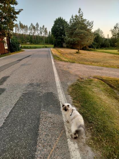 My white Neva masquerade cat Sanni walking on a leash and looking at me. 
