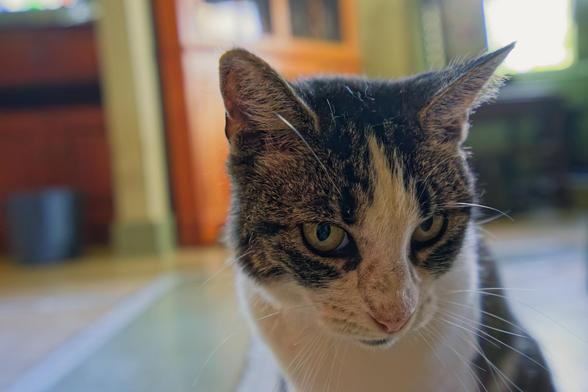 Very close wide angle disroted picture of a cat's head a bit to the right of the center of the frame and looking to the right with the eats sticking out at wide angles.  Behind her is a linoleum floor which is mostly cream colored except for a green L-shaped stripe which has a duct tape edge,  and a bucket (something leaks) and a bit of a wood and glass corner cabinet and a totally blown out window.