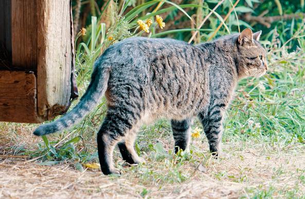 A cat walks out the door of a barn seen from behind with lots of green grass behind and a few yellow flowers.