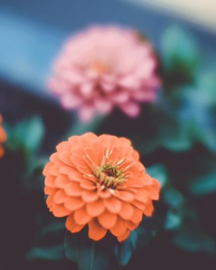 An orange flower with a sphereoid of petals is in soft focus while a pink flower of a similar type is out of focus behind it,  there is some dark green indistinct foliage behind them as well as a bluish strip that runs from the top left to the upper middle right