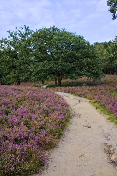 Heideblüte in der Fischbeker Heide