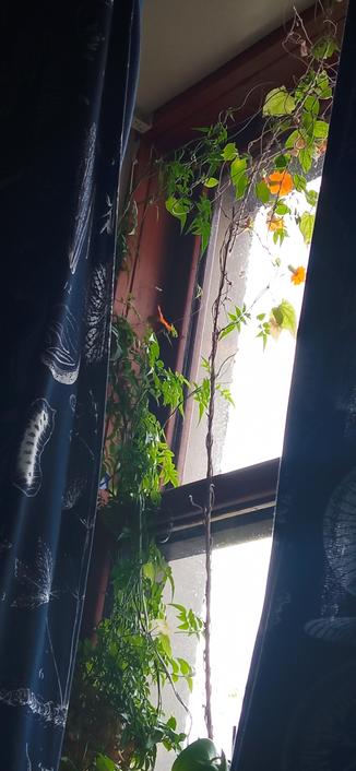 Looking up at an orange Thunbergia plant growing around one of my windows.