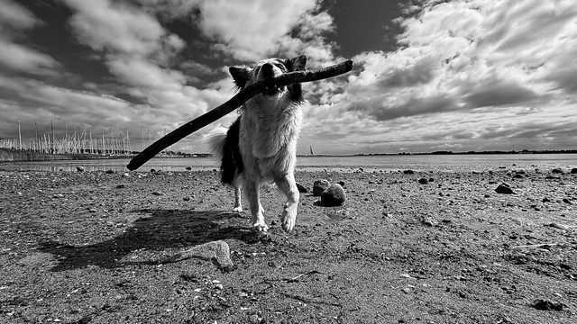 Schwarz-weiß Foto, Weitwinkel, ein Bordercollie mit Stock im Maul läuft am Strand auf die Kamera zu.