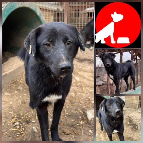 ​Großes Foto links 
Celentano stehend in seinem Kennel. Er blickt mit einem nachdenklichen Ausdruck direkt in die Kamera. Er ist schwarz und hat einen weißen Fleck auf der Brust. Im Hintergrund ist ein weiterer Hund zu sehen und die Hälfte eines riesengroßen grünen  Rohres, was als Unterschlupf dient. 
Bild rechts oben 
Prodogromania Logo Futterpatenschaft. Es zeigt die weiße Silhouette eines Hundes, der vor einem Napf sitzt. Kreisförmig, hier weiß auf rot. Bedeutung noch keine Patenschaft vorhanden. 
Bild rechts Mitte
Ein ganzheitliches Bild von Celentano. Er  blickt zur Seite. Er steht auf dem grünen halben Rohr. 
Bild rechts unten 
Eine Nahaufnahme seines Kopfs. Er hat die Ohren angelegt und blickt nachdenklich in die Kamera.