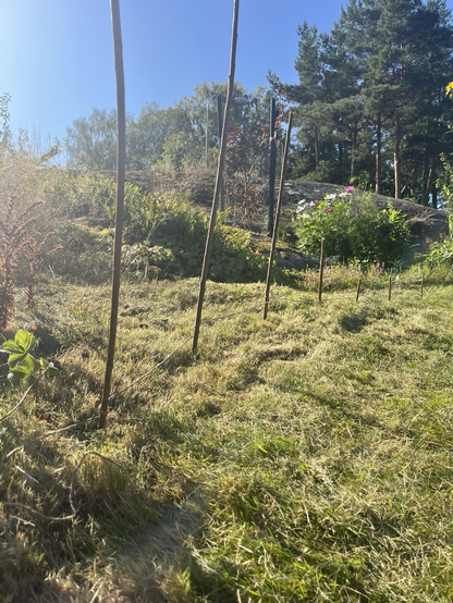 Pinnar nedstuckna i gräs för att markera vad som ska grävas