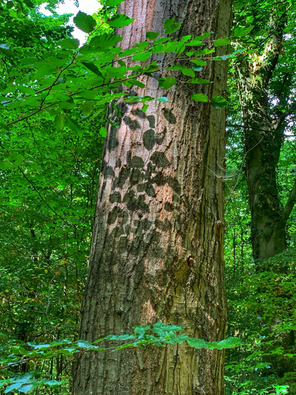 Leaves casting shadows on a tree trunk 