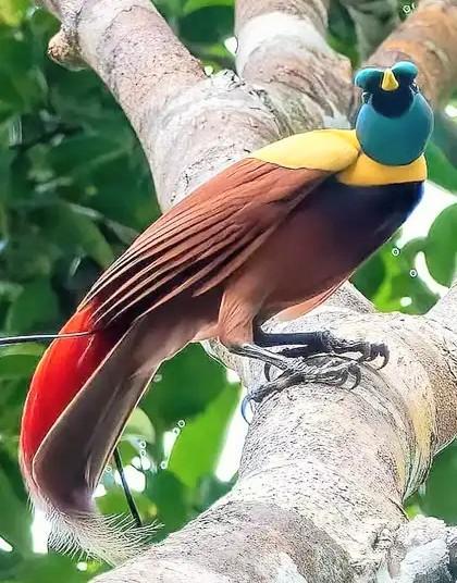 A gorgeous exotic bird with many amazing colors and sitting on a silver grey branch 