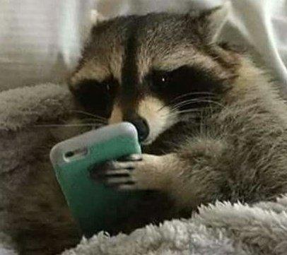 A raccoon in a fuzzy blanket, checking Mastodon on a mobile phone.