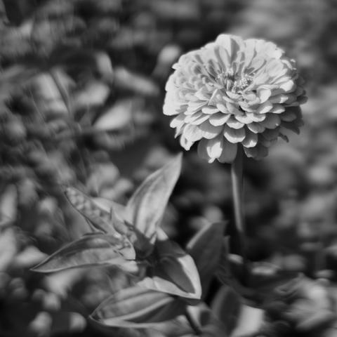 A flower fills maybe 1/6 of the frame in the upper corner in a big spherical mass of petals,  something herbacious is in front of it and all the rest is blurred out in an abstract way.  Monochrome
