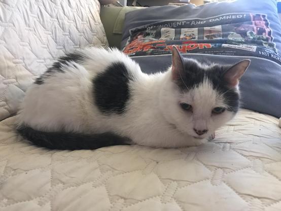 white cat with black markings lounges (loafs) on a cream couch