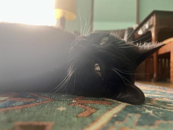 Close up low shot of a brown tuxedo cat laying on a rug, looking at the camera while being heavily backlit by the evening sun