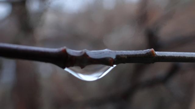 Tropfen Zweig Natur