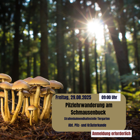 Eine Reihe Pilze auf der linken Seite im Wald