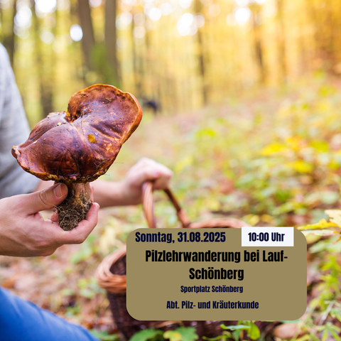 Links im Bild ist eine Hand mit einen Pilz, im Hintergrund sieht man einen Flechtkorb und Wald