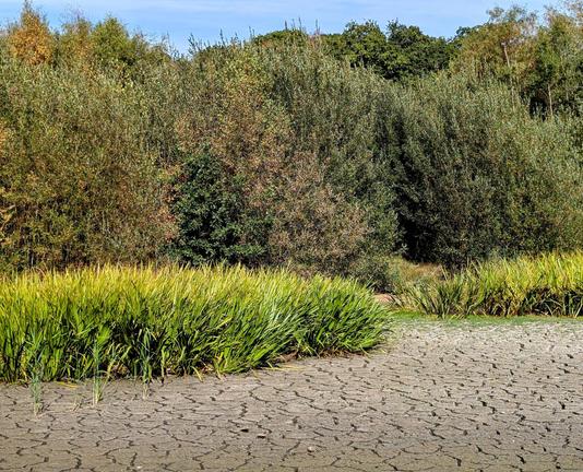 A web of cracks in the dried-up bed of a pond. In the background is parched, late-summer foliage beneath a blue sky