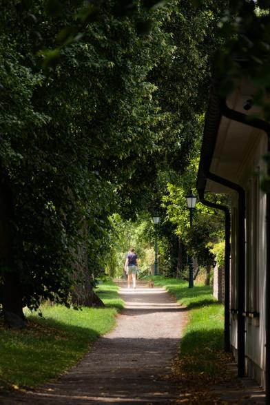 Person with a dog walking in an alley lit by the sun through the trees